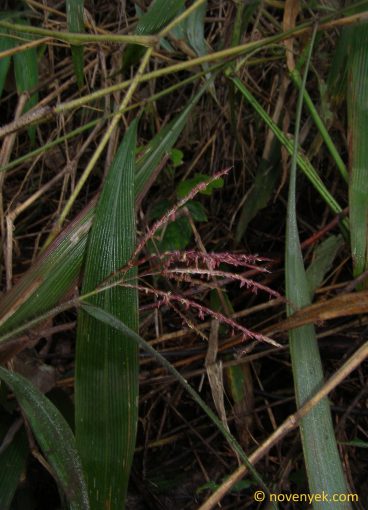 Image of undetermined plant Thailand Poaceae (2)