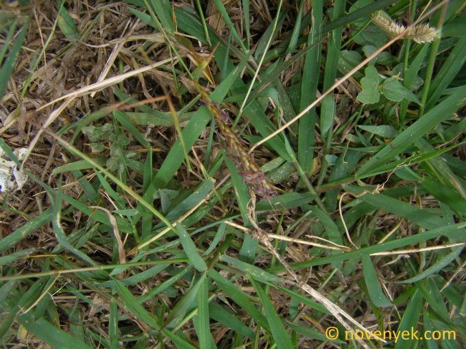 Image of undetermined plant Thailand Poaceae (4)