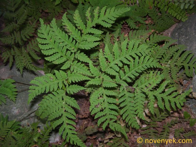 Image of undetermined plant Thailand Pteridophyta (1)