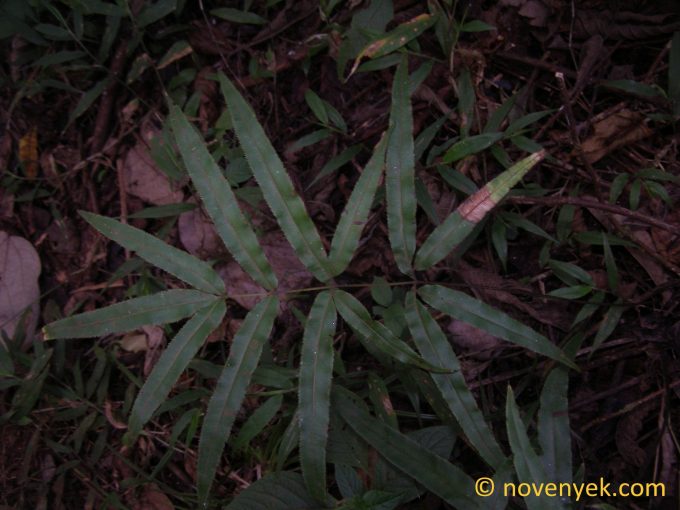 Image of undetermined plant Thailand Pteridophyta (2)