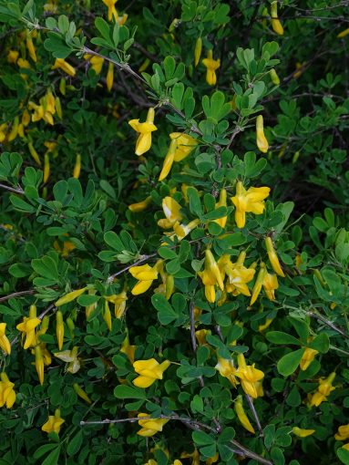 Image of plant Caragana frutex