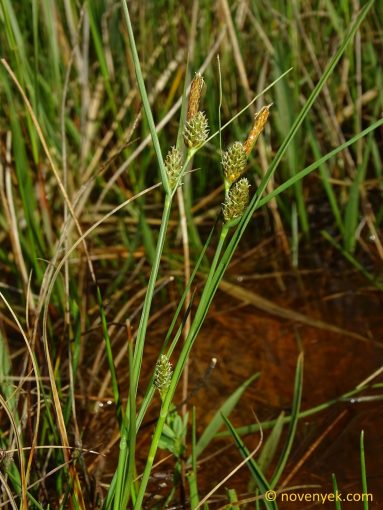 Image of plant Carex extensa