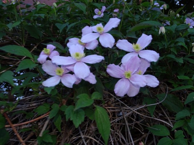 Image of plant Clematis montana