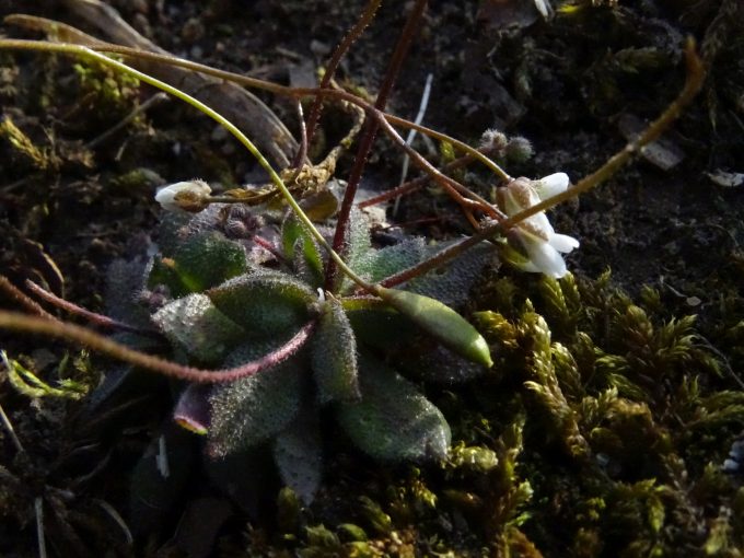 Image of plant Erophila verna