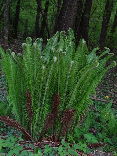 Image of plant Matteuccia struthiopteris