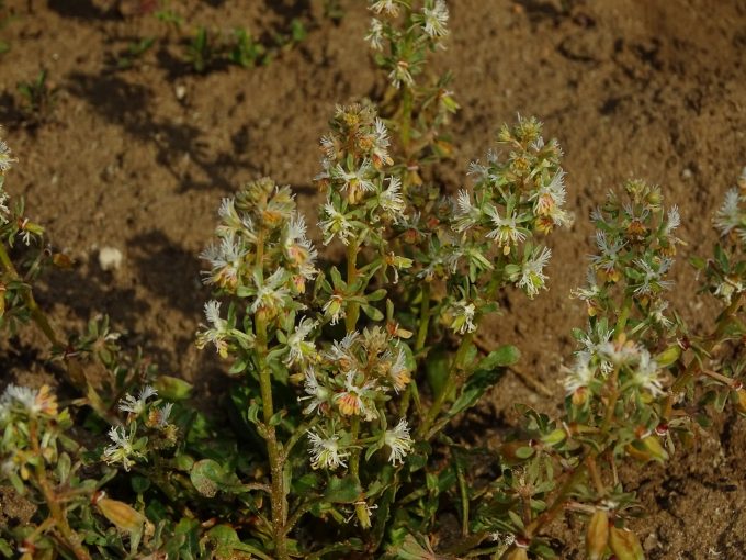 Image of plant Reseda phyteuma