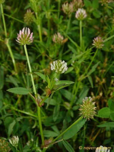 Image of plant Trifolium strictum