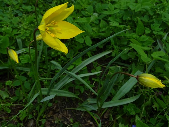 Image of plant Tulipa sylvestris