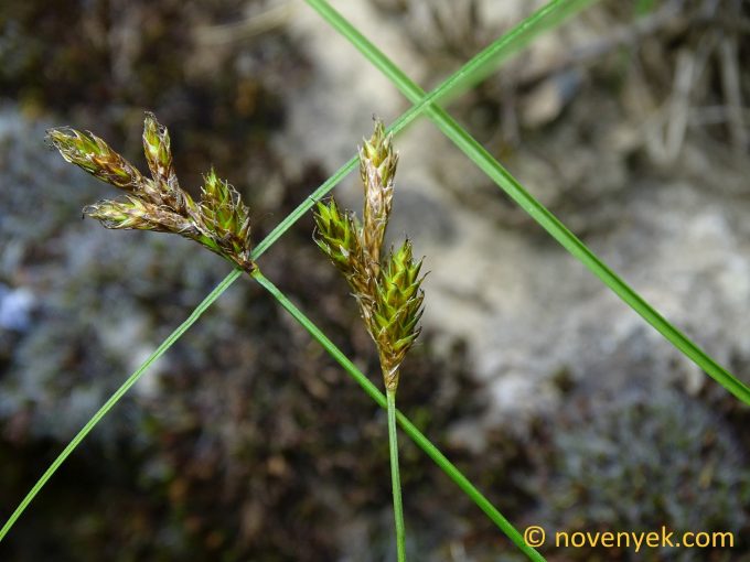 Image of plant Carex praecox