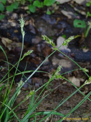 Image of plant Carex spicata