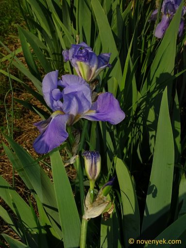 Image of plant Iris pallida