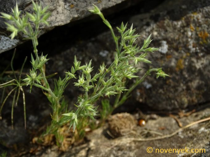 Image of plant Minuartia glomerata