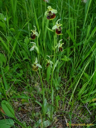 Image of plant Ophrys fuciflora