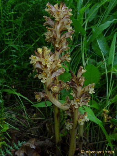 Image of plant Orobanche pancicii