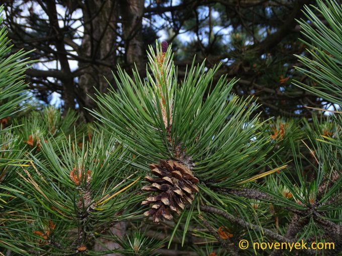 Image of plant Pinus nigra