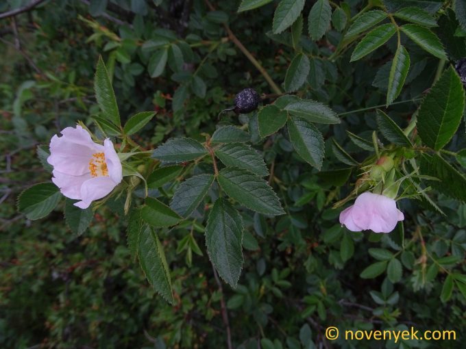 Image of plant Rosa inodora