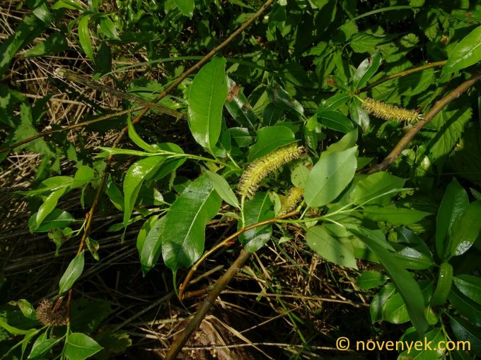 Image of plant Salix pentandra