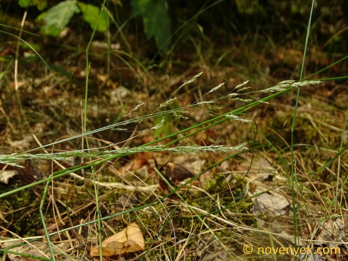 Image of plant Agrostis vinealis