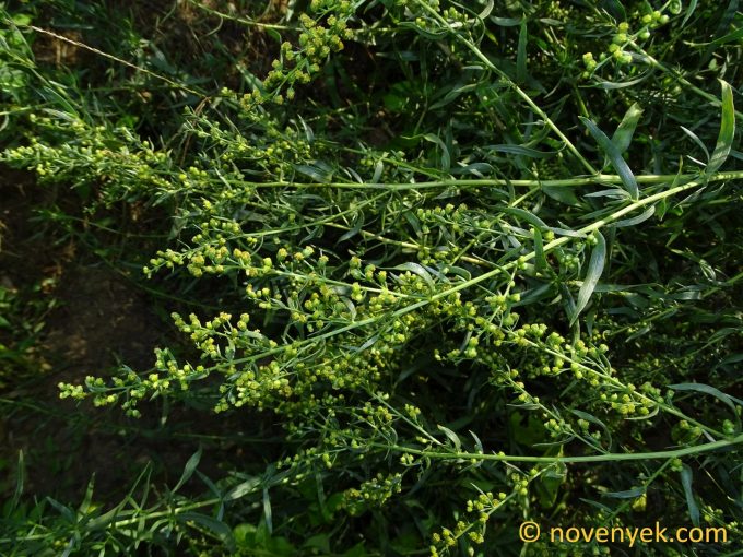 Image of plant Artemisia dracunculus