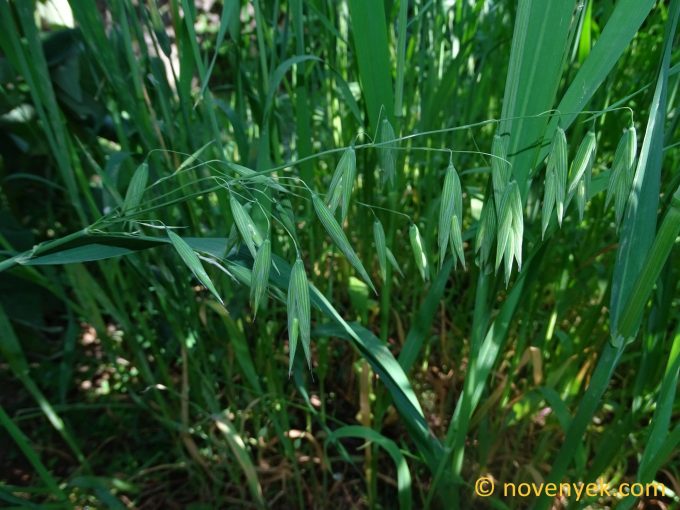 Image of plant Avena nuda