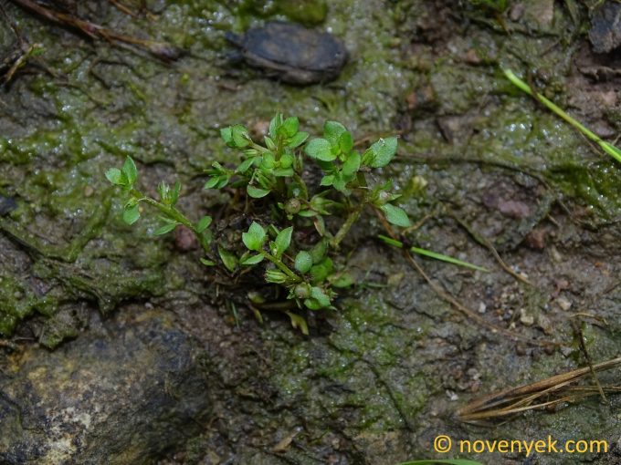 Image of plant Centunculus minimus