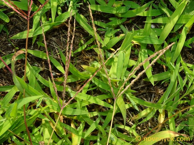 Image of plant Digitaria ciliaris