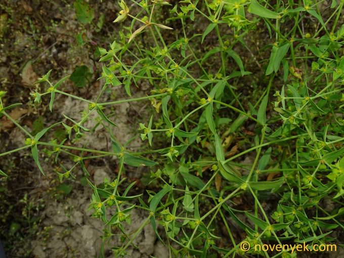 Image of plant Euphorbia exigua