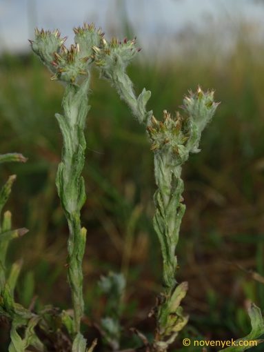 Image of plant Filago lutescens