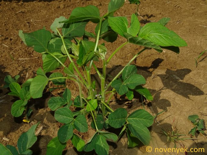 Image of plant Glycine soja