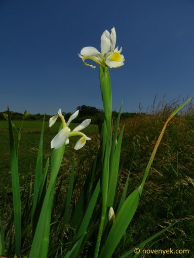Image of plant Iris orientalis
