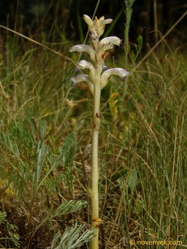 Image of plant Orobanche cernua