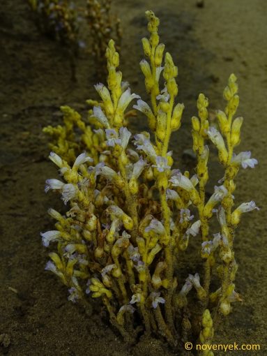 Image of plant Orobanche ramosa