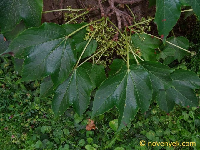Image of plant Parthenocissus tricuspidata