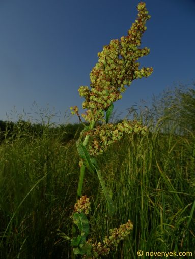 Image of plant Rumex kerneri