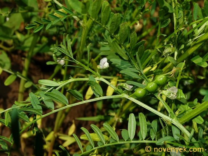 Image of plant Vicia ervilia