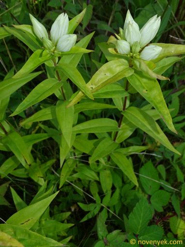 Image of plant Gentiana alba