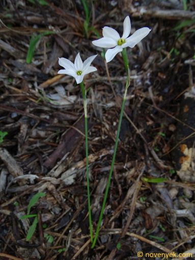 Image of plant Narcissus obsoletus
