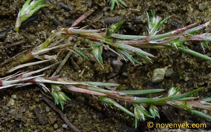 Image of plant Polycnemum majus