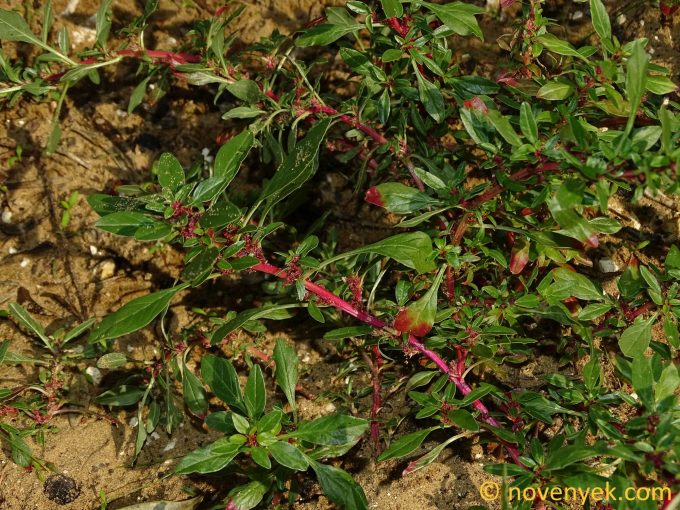 Image of plant Amaranthus graecizans