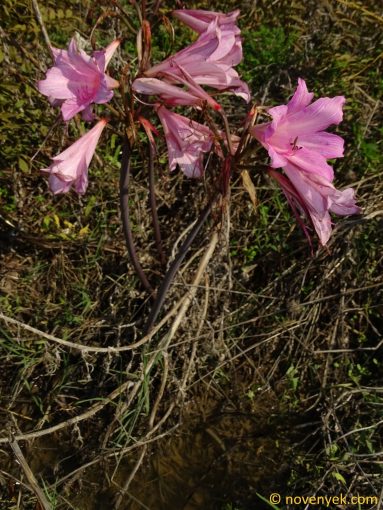 Image of plant Amaryllis belladonna