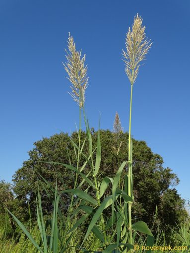 Image of plant Arundo donax