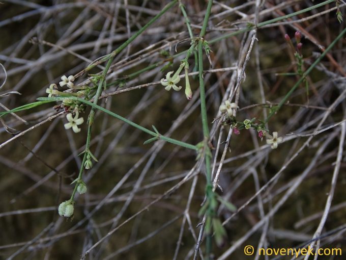 Image of plant Asperula aristata