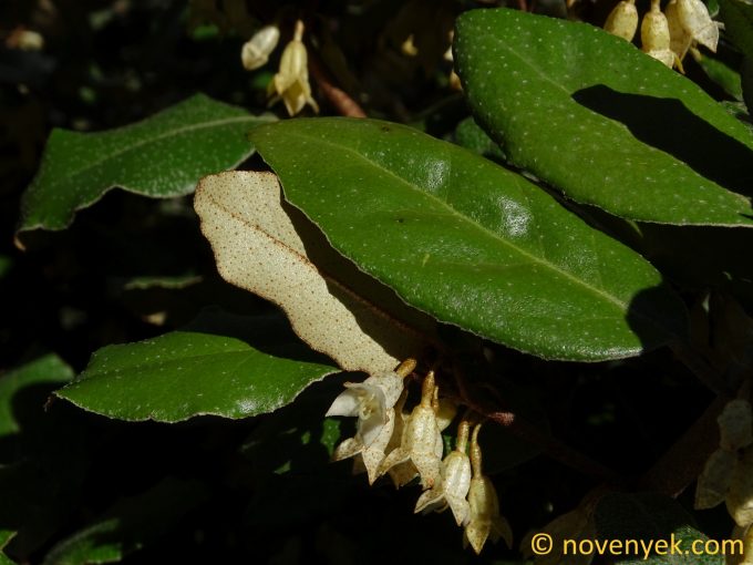 Image of plant Elaeagnus x submacrophylla