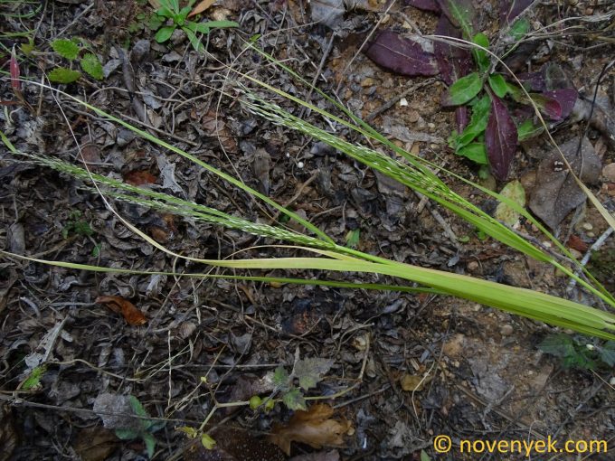 Image of plant Eragrostis tef