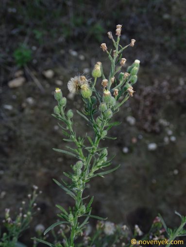 Image of plant Erigeron bonariensis