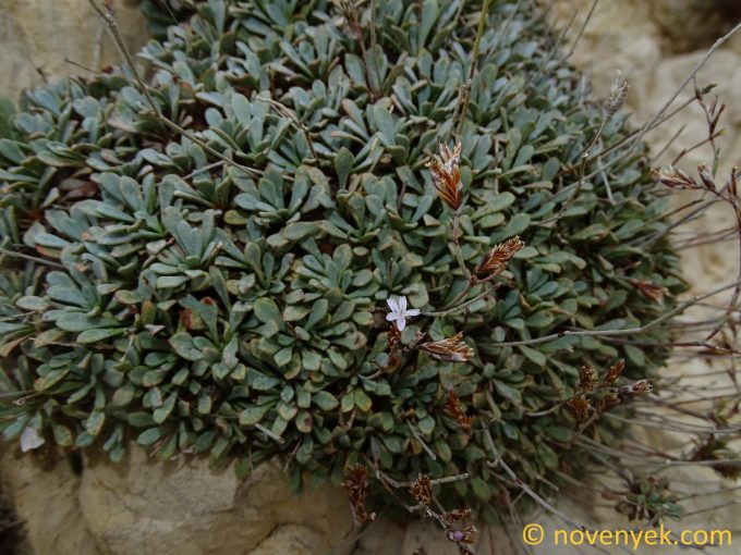 Image of plant Limonium korakonisicum