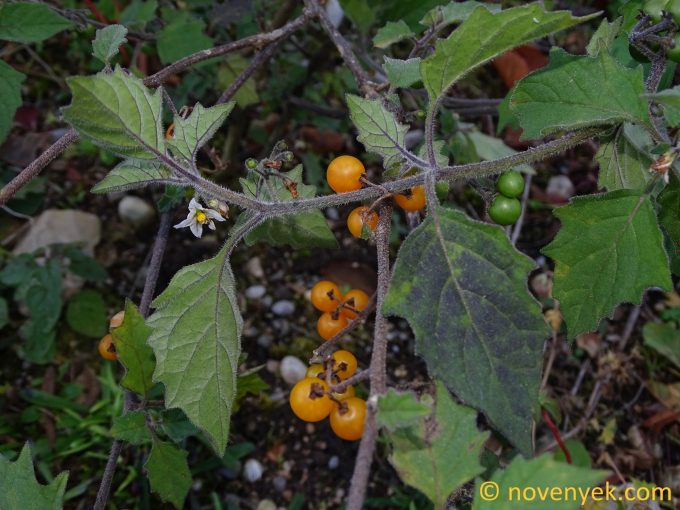 Image of plant Solanum villosum