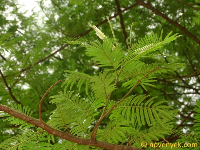 Image of plant Acacia ataxacantha