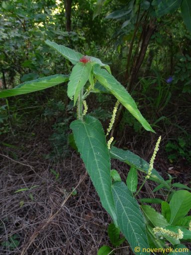 Image of plant Acalypha brachiata