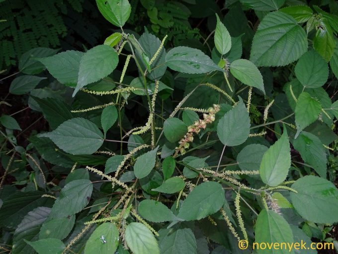 Image of plant Acalypha racemosa